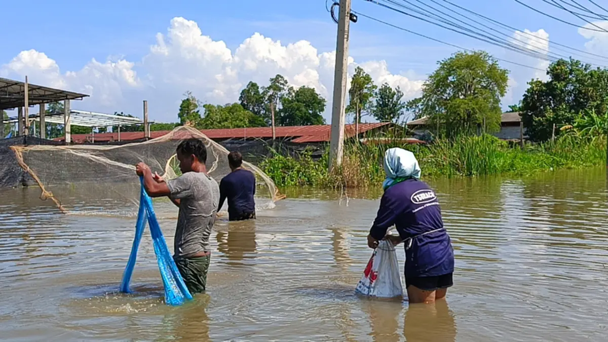 มหกรรมทอดแห! ชาวบ้านแห่จับปลาแน่นถนน หลังน้ำท่วมบ่อกุ้ง