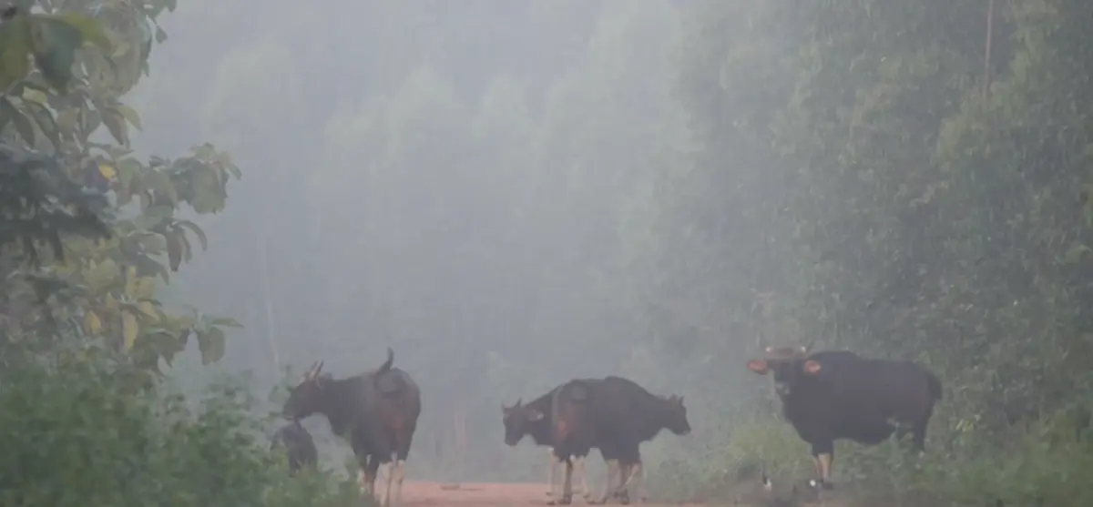 ฮือฮา! ฝูงกระทิงป่าโผล่โชว์ตัวกลางหมอก รับลมหนาวแรกดงใหญ่
