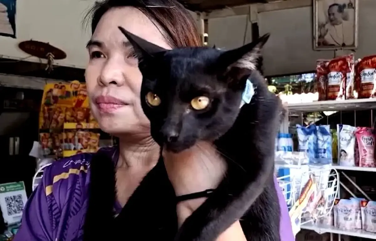 ใจเด็ดเกินตัว เจ้าดำ เหมียวฮีโร่ เปิดศึกงูเห่าช่วยนายหวุดหวิด