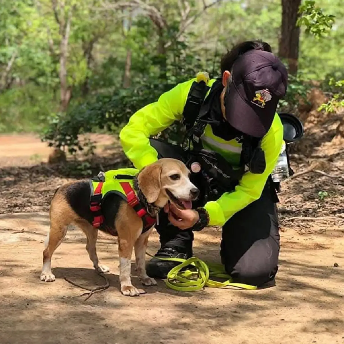 ปิดตำนาน "สปีดี้" K9 นักสู้สี่ขา กู้ภัยอาลัย บีเกิ้ลตัวเล็กใจใหญ่
