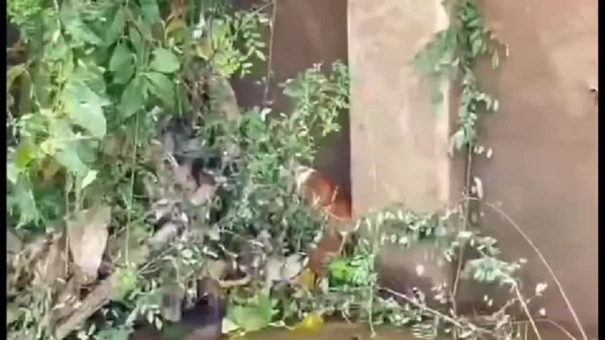 ประทับใจ! กู้ภัยยะลาไต่บันไดลิงลงคูระบายน้ำ ช่วยหมาปลอดภัย