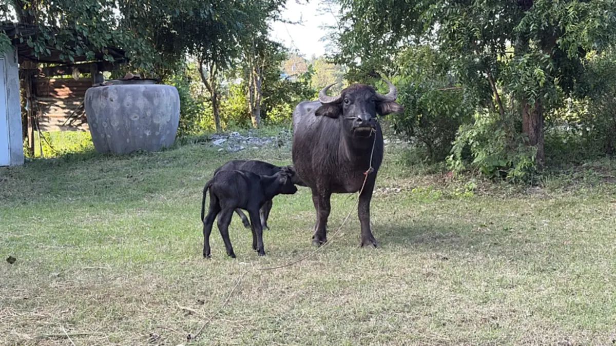 บุรีรัมย์ฮือฮา! "เจ้าวันชุม" แม่ควายคลอดลูกแฝด สุขภาพแข็งแรง