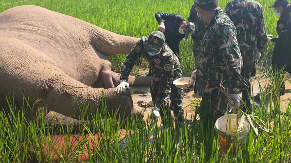 คืบหน้าช้างป่าภูหลวงถูกไฟช็อตดับ  พบเจ้าของที่นาหลบหนี