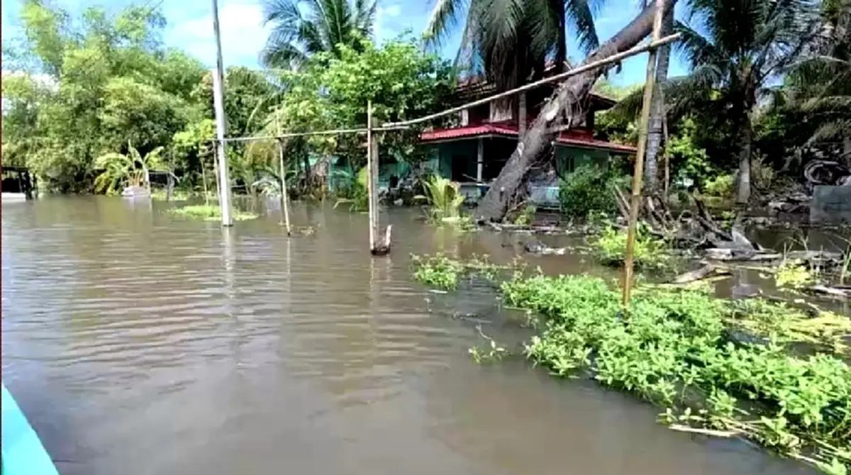 น้ำท่วมบางน้ำเปรี้ยววิกฤต ปลิงควายรุมสูบเลือดวัวดับ!