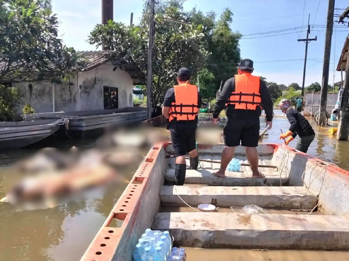 น้ำท่วมทำหมูดับกว่า 2,000 ตัว เร่งกู้ซากหวั่นเชื้อโรคแพร่กระจาย