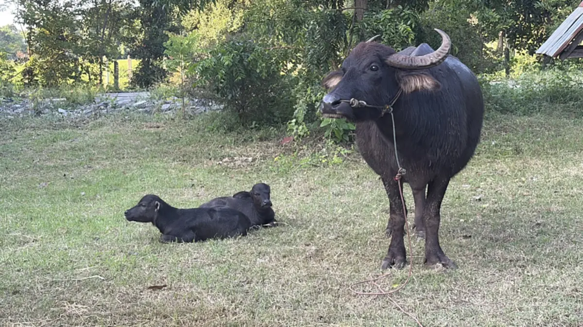 บุรีรัมย์ฮือฮา! "เจ้าวันชุม" แม่ควายคลอดลูกแฝด สุขภาพแข็งแรง