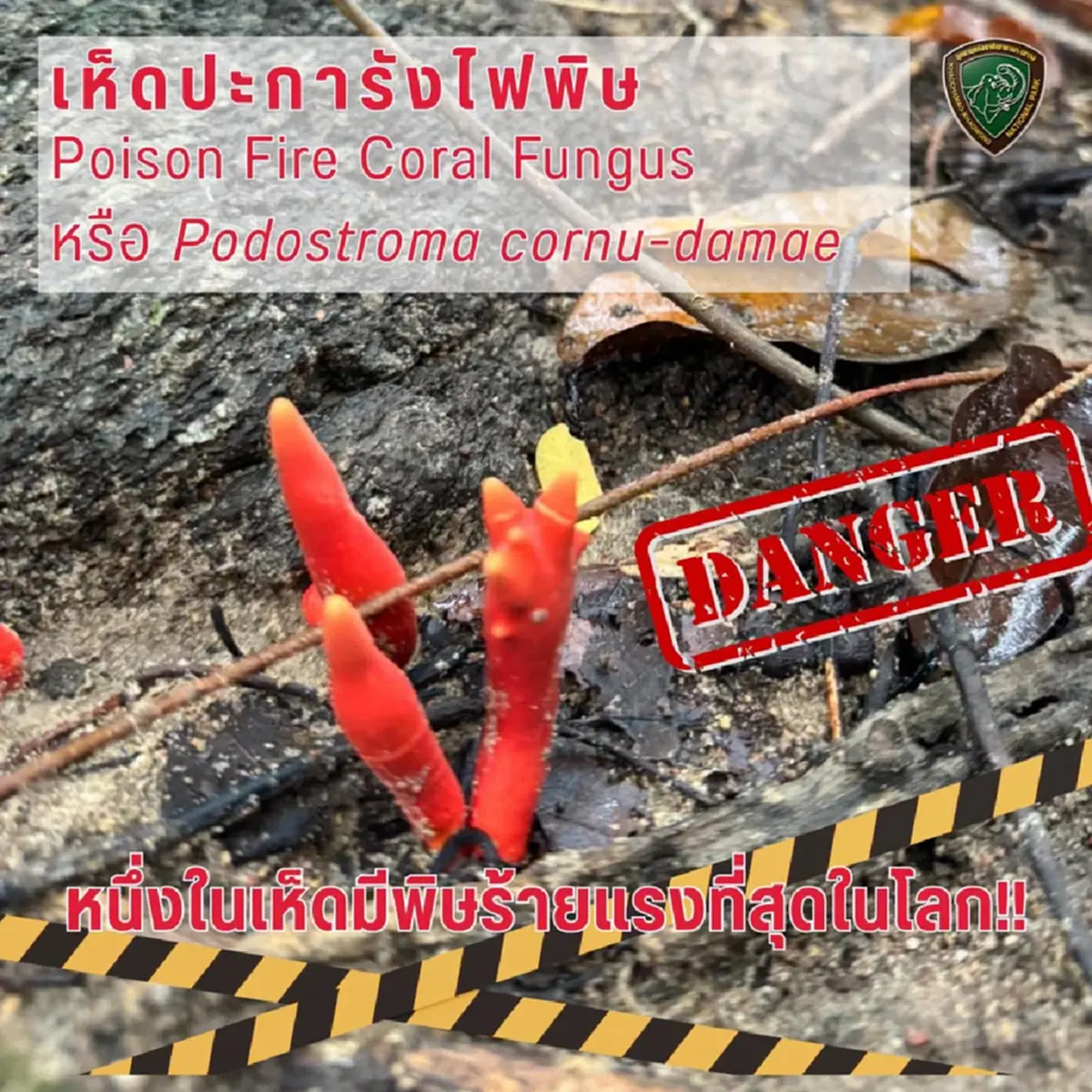 เตือน เห็ดพิษร้ายแรงที่สุดในโลก โผล่เขาชะเมา แค่แตะก็อันตราย