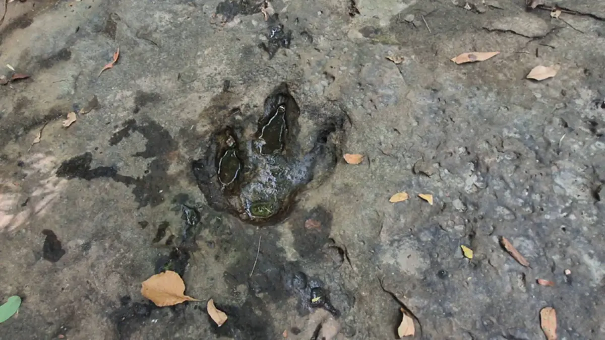 ฮือฮา! พบเพิ่มรอยเท้าไดโนเสาร์ 4 รอย คาดอายุกว่า 130 ล้านปี
