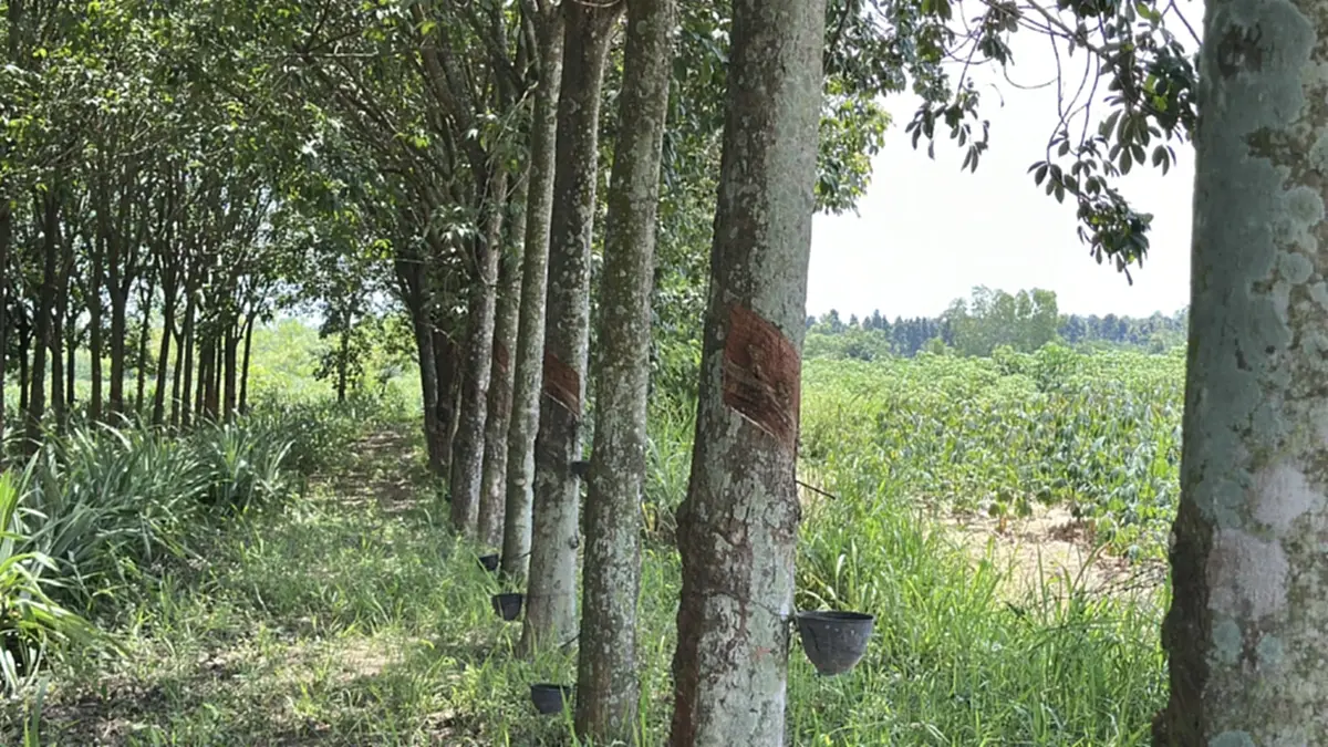 ชาวสวนช็อก! ขี้ยาง 400 ต้นหายวับ สูญกว่า 200 กก. เจ้าของเข่าอ่อน