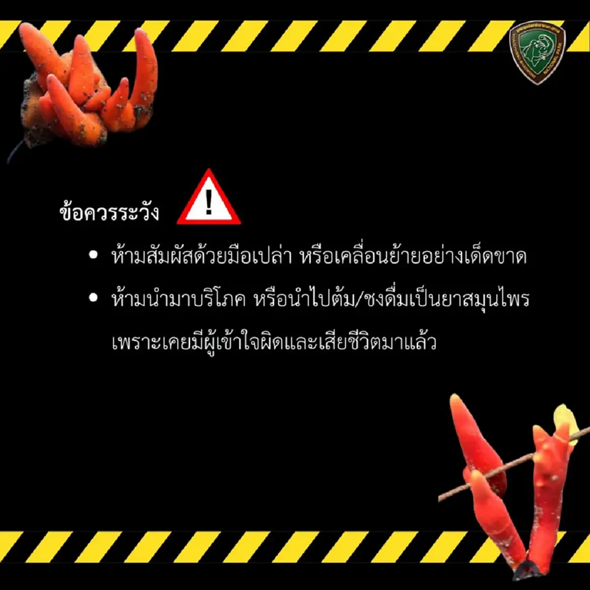 เตือน เห็ดพิษร้ายแรงที่สุดในโลก โผล่เขาชะเมา แค่แตะก็อันตราย