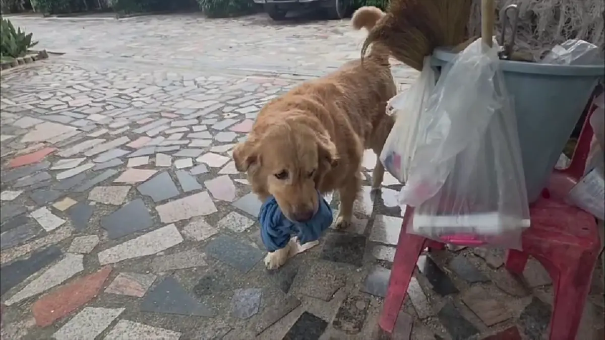 อุทาหรณ์! โกลเด้นระยองหิวเครียด ขย้ำเจ้าของ-แม่บ้านสาหัส