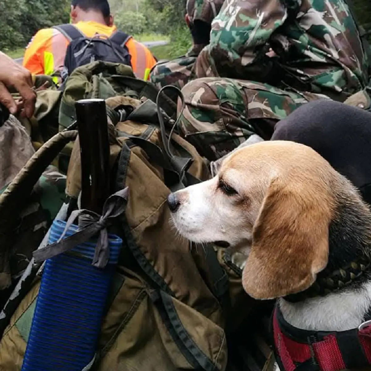 ปิดตำนาน "สปีดี้" K9 นักสู้สี่ขา กู้ภัยอาลัย บีเกิ้ลตัวเล็กใจใหญ่