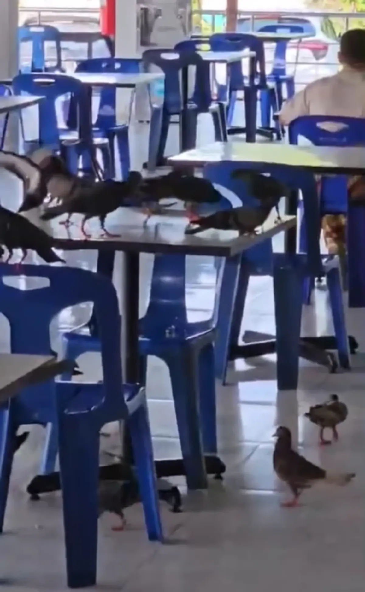 ผงะทั้งศูนย์อาหาร! ฝูงนกพิราบบุก รพ.กระบี่ จิกกินข้าวบนโต๊ะ