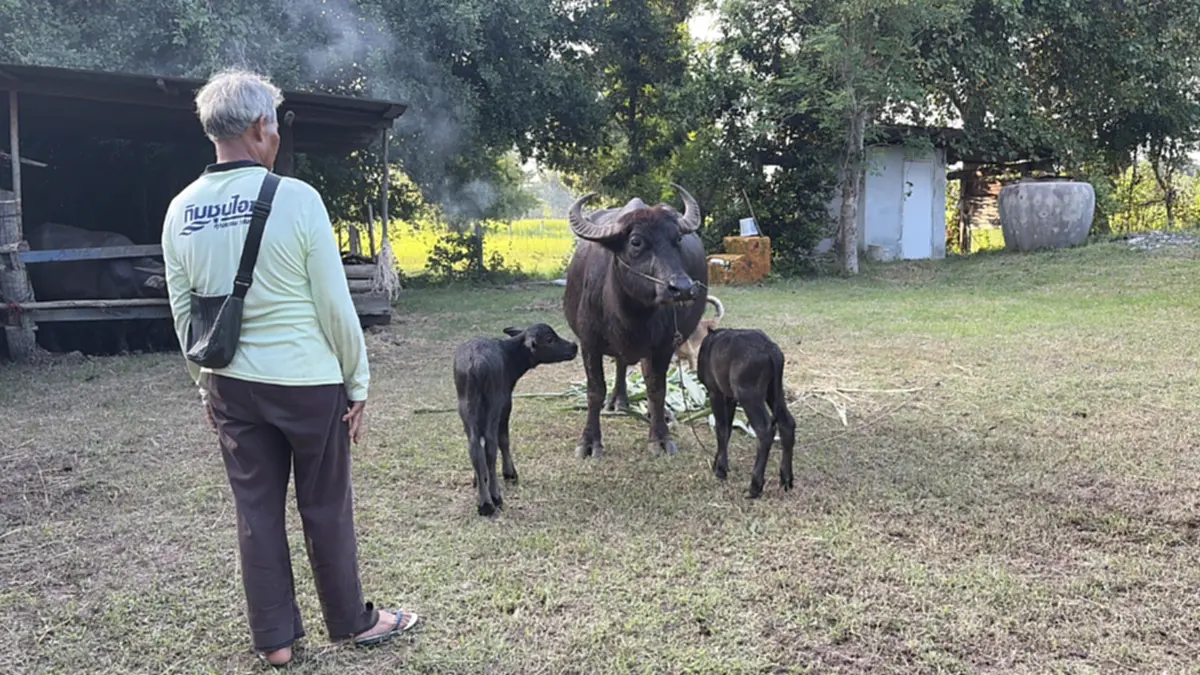 บุรีรัมย์ฮือฮา! "เจ้าวันชุม" แม่ควายคลอดลูกแฝด สุขภาพแข็งแรง