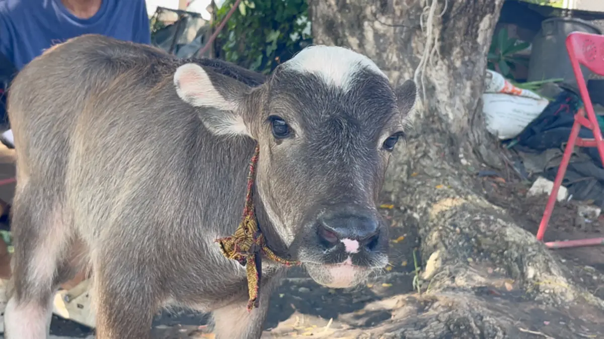 แห่ส่องเลข "เจ้าหมูเด้ง" ลูกควายมงคล จุดธูปได้เลขสวย!