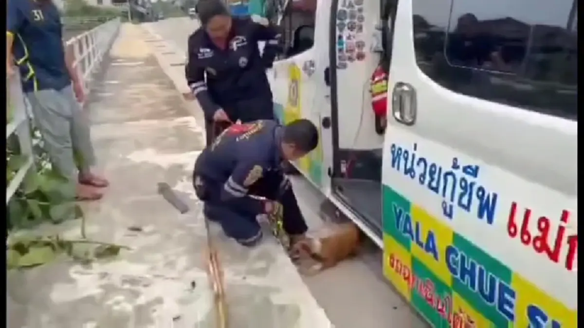 ประทับใจ! กู้ภัยยะลาไต่บันไดลิงลงคูระบายน้ำ ช่วยหมาปลอดภัย