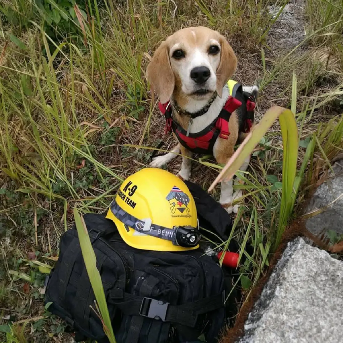 ปิดตำนาน "สปีดี้" K9 นักสู้สี่ขา กู้ภัยอาลัย บีเกิ้ลตัวเล็กใจใหญ่
