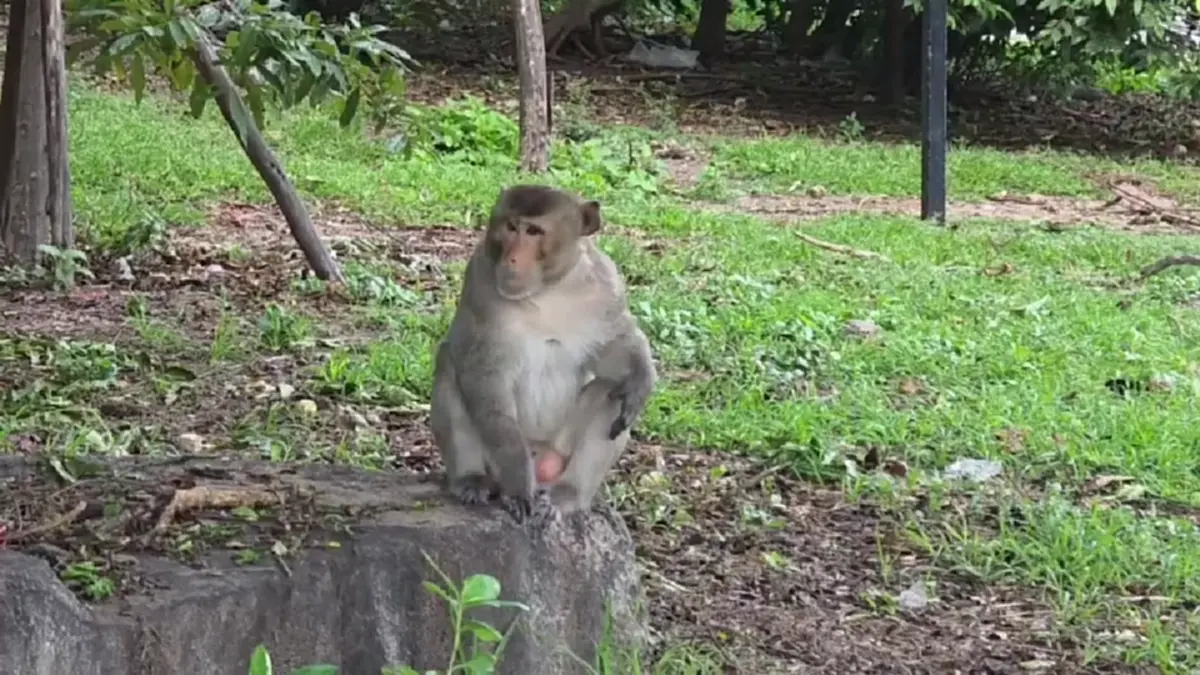 ไวรัลสนั่น! ลิงเขาสามมุขเนียนนั่งกินข้าวเหนียวไก่ย่างกับ นทท.