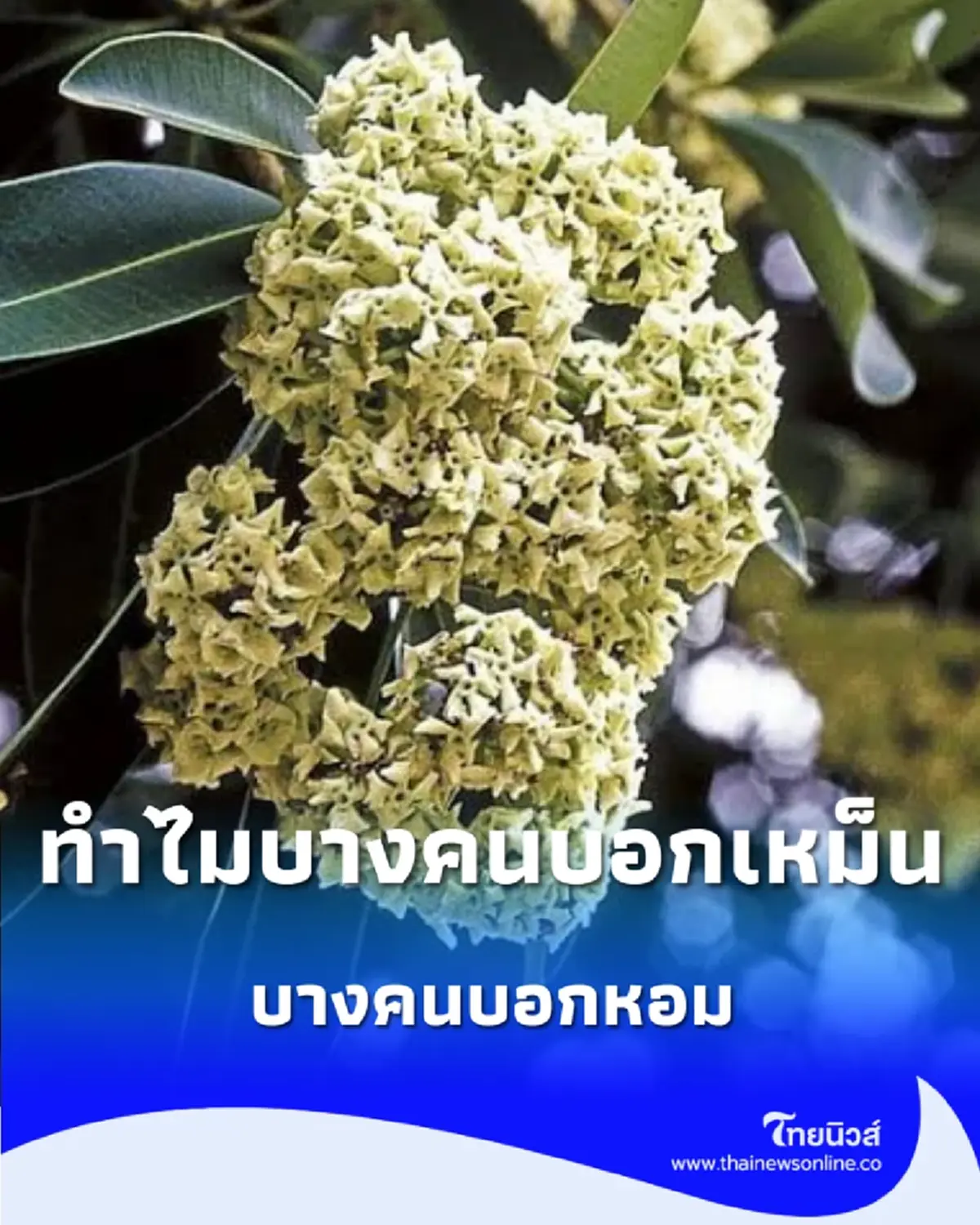 ต้นตีนเป็ด กลิ่นเหม็นหรือหอม เปิดประโยชน์ที่หลายคนอาจยังไม่รู้