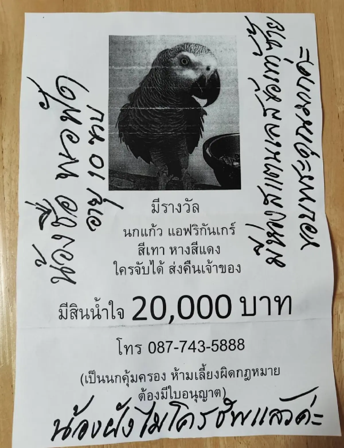 ทุ่มให้ 1 แสน! ตามหานกแอฟริกันเกรย์ถูกสองผัวเมียสวมรอยเชิดไป