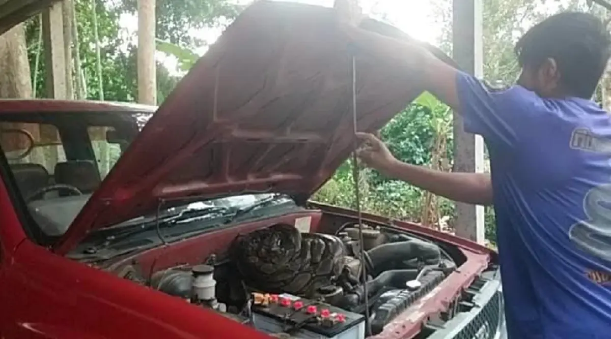 ส่องทะเบียน งูเหลือมยักษ์ ซุกห้องเครื่องกระบะ เจ้าของรถเห็นแล้วลมแทบจับ