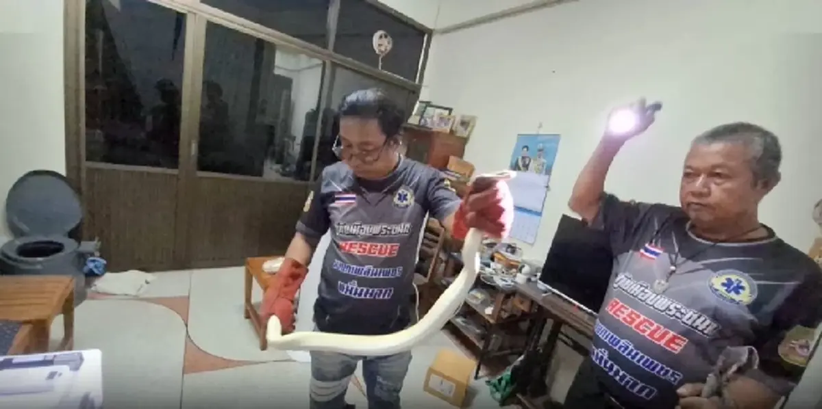 แห่ส่องงูนำโชค! ยายเจองูเผือกทองในบ้าน ก่อนรู้ความจริงสุดพีก