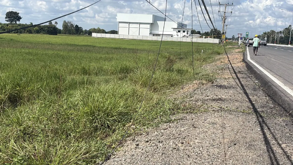 ชาวนาร้องด่วน! ไฟถนนส่องนาทั้งคืน ข้าวไม่ออกรวง วอนปิดไฟ 15 วัน