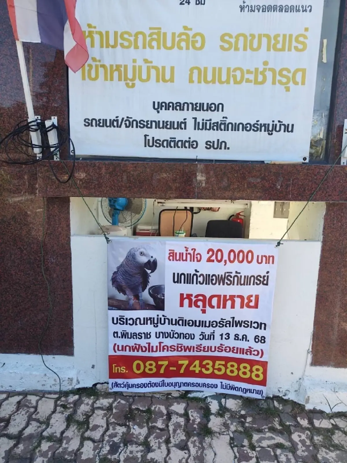 ทุ่มให้ 1 แสน! ตามหานกแอฟริกันเกรย์ถูกสองผัวเมียสวมรอยเชิดไป