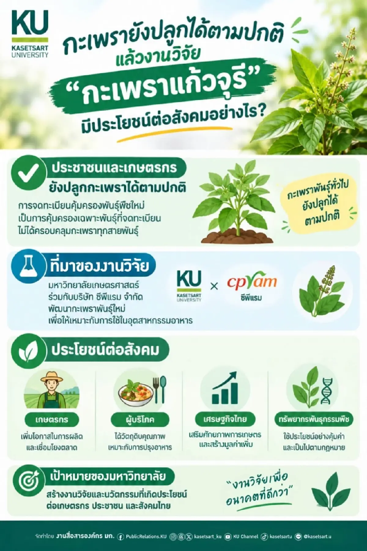 ม.เกษตรฯ สยบดราม่า คนไทยปลูกกะเพราได้ตามปกติ เคลียร์ปมเกสรปลิวไปผสมกะเพราบ้าน