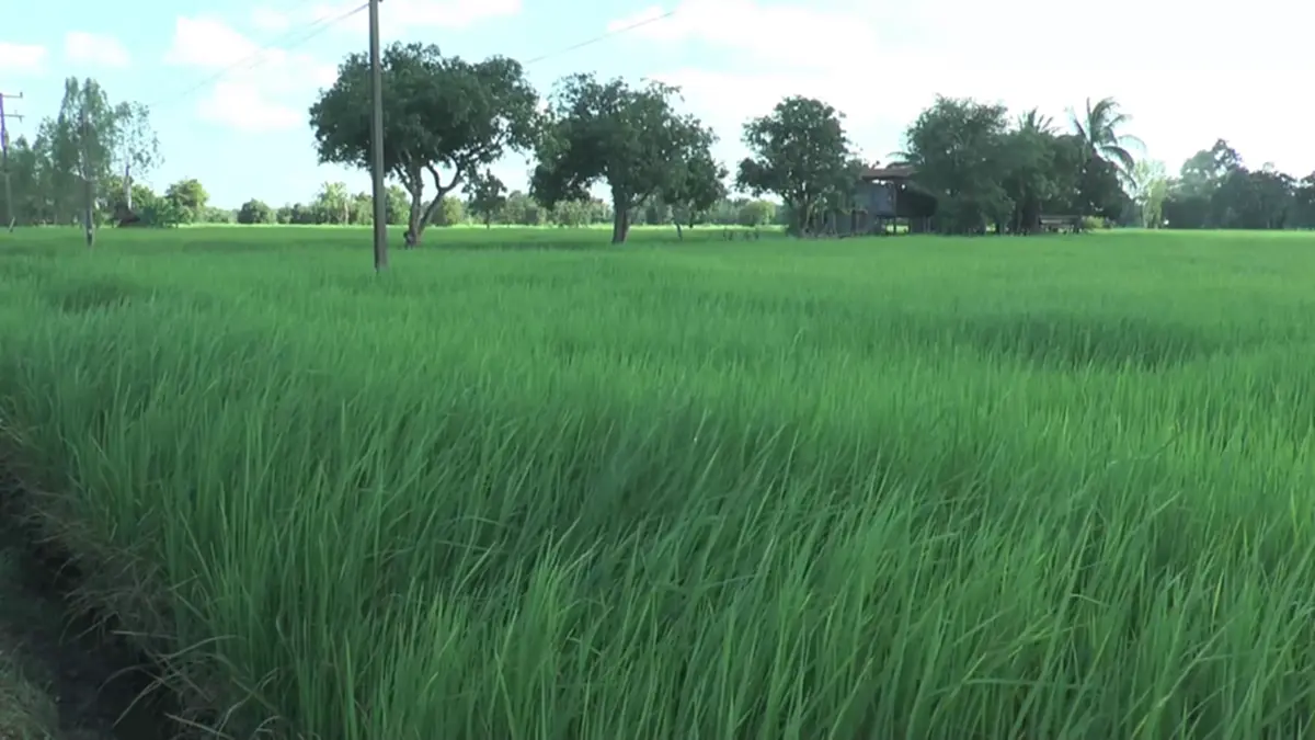 ทางหลวงชนบทยโสธร ปิดไฟถนนชั่วคราว ช่วยชาวนาป้องข้าวไม่ออกรวง