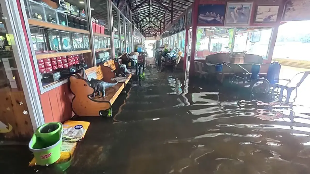 ปลาจระเข้ 3 เมตร หลุดบึงสำราญ 300 ตัว ชาวบ้านผวารุมจับขายคืน
