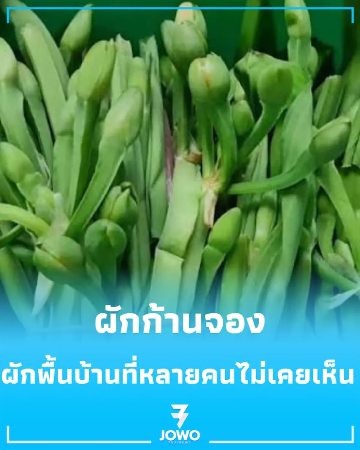 รู้จัก ผักก้านจอง ผักพื้นบ้านหน้าตาแปลก แต่คุณค่าทางอาหารไม่ธรรมดา