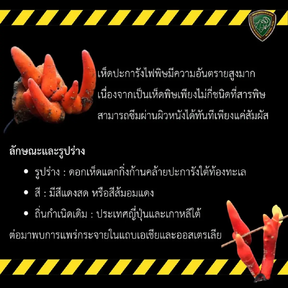 เตือน เห็ดพิษร้ายแรงที่สุดในโลก โผล่เขาชะเมา แค่แตะก็อันตราย