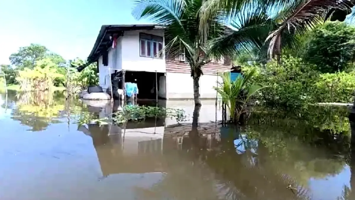 น้ำท่วมบางน้ำเปรี้ยววิกฤต ปลิงควายรุมสูบเลือดวัวดับ!