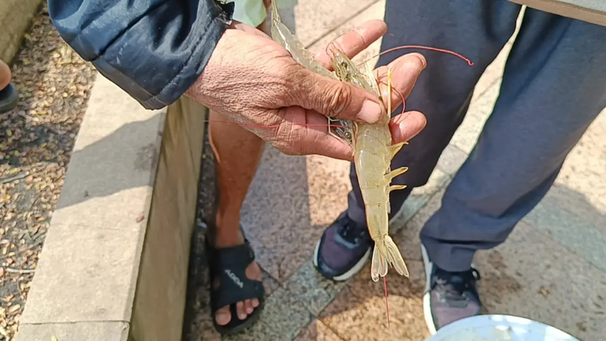 กองทัพกุ้งบุกบางปะกง! ชาวแปดริ้วแห่ส่องไฟช้อนคืนละ 10 กิโล
