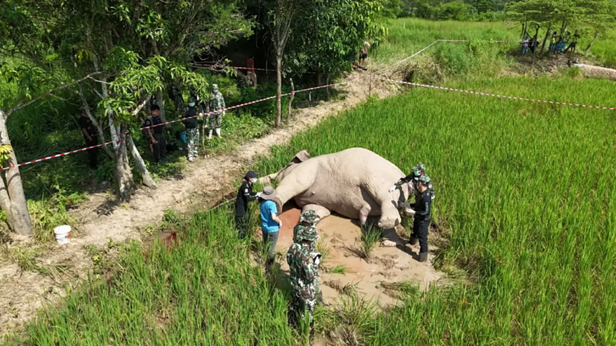คืบหน้าช้างป่าภูหลวงถูกไฟช็อตดับ  พบเจ้าของที่นาหลบหนี