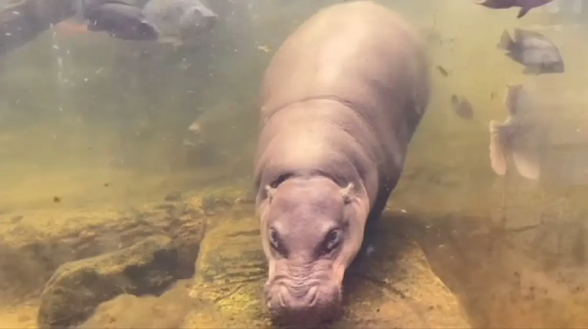 เตรียมเฮ! หมูเด้งกำลังจะมีหลาน สวนสัตว์โชว์ภาพคุณแม่ท้องโต!