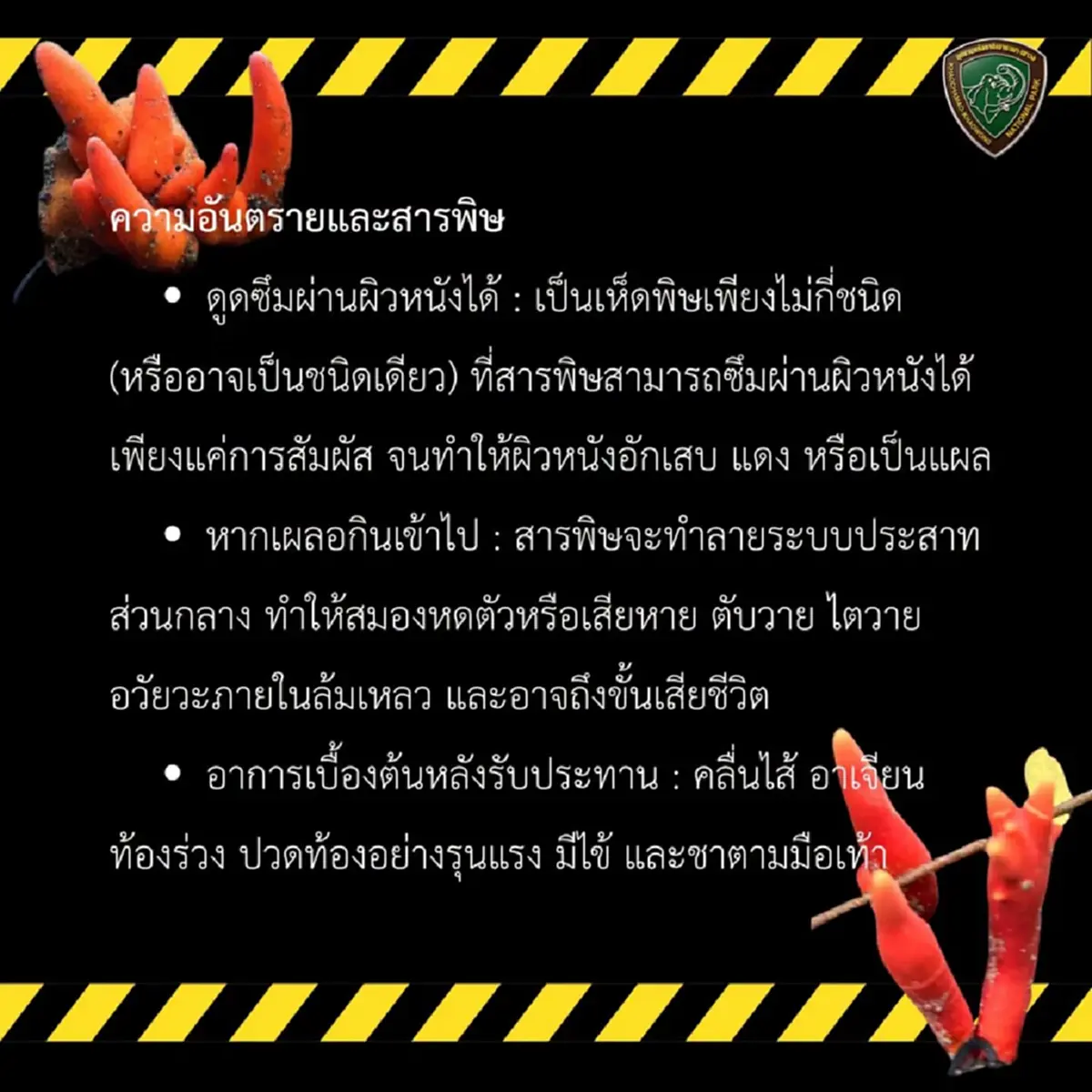 เตือน เห็ดพิษร้ายแรงที่สุดในโลก โผล่เขาชะเมา แค่แตะก็อันตราย