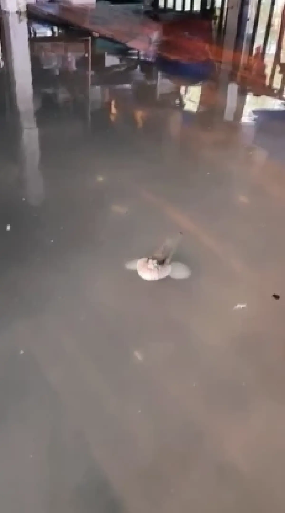 น่ารักเกินต้าน! ปลาตีนสุดอ้อน ว่ายน้ำเข้าบ้านขอของกิน ช่วงน้ำท่วม