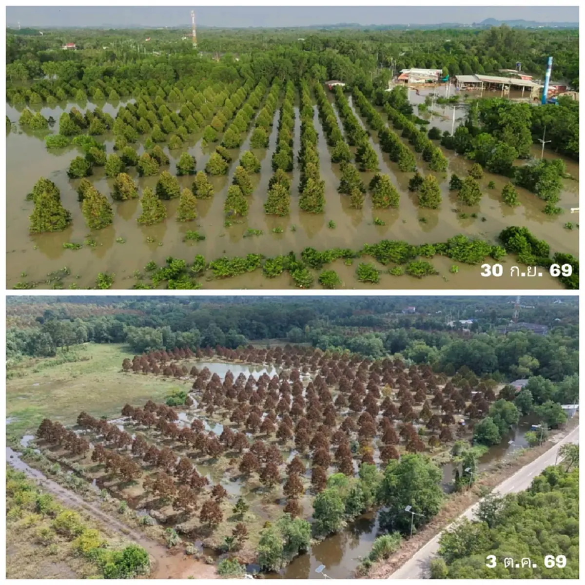 อ่วมท่วมยกสวน ชาวสวนทุเรียนท่าใหม่ ตั้งคำถาม จี้รัฐบาลรับผิดชอบ