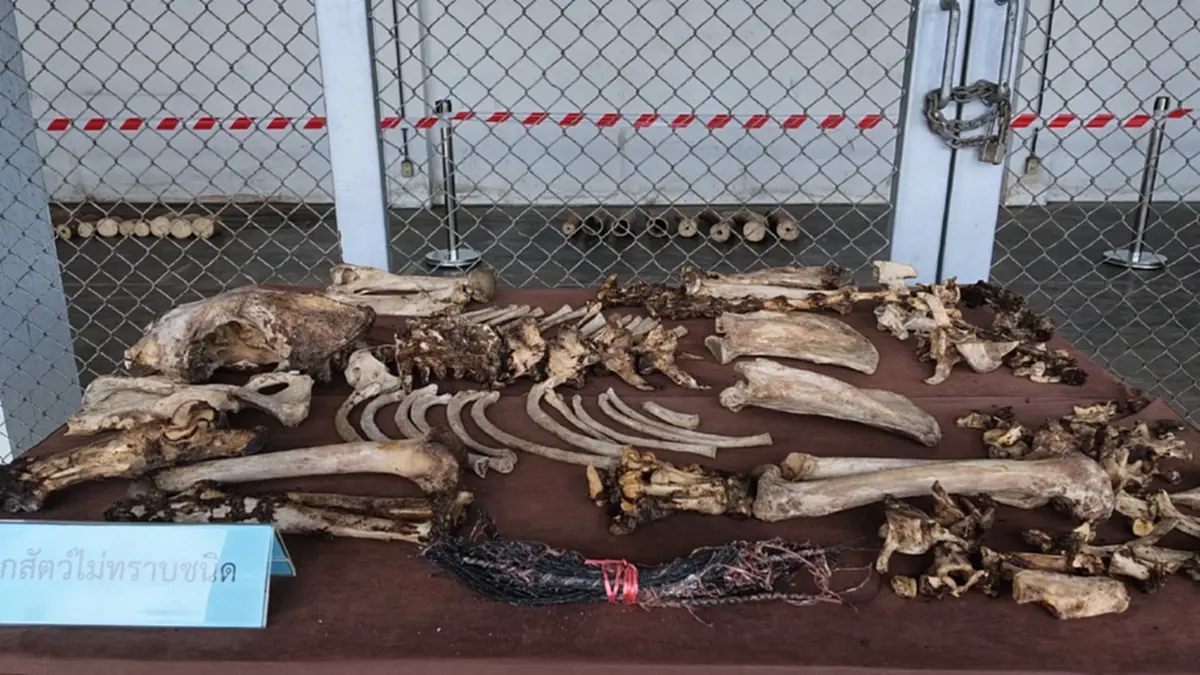 ศุลกากรยึดงาช้างแซมเบีย 3.1 ตัน ซุกไม้แปรรูป มูลค่า 155 ล้านบาท