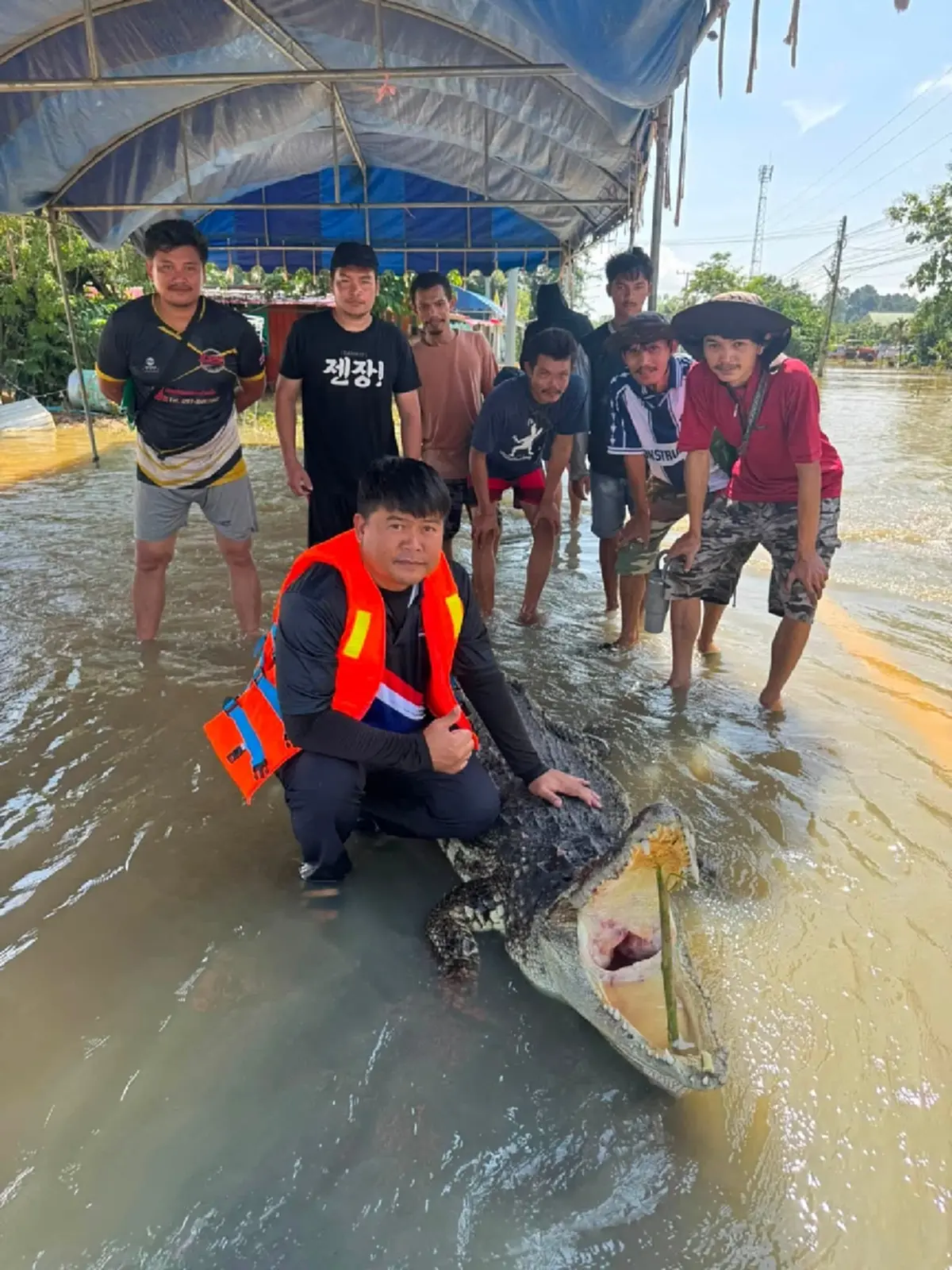 วิสามัญแล้ว จระเข้ยักษ์โผล่น้ำท่วมสนามชัยเขต ทำผวาทั้งหมู่บ้าน