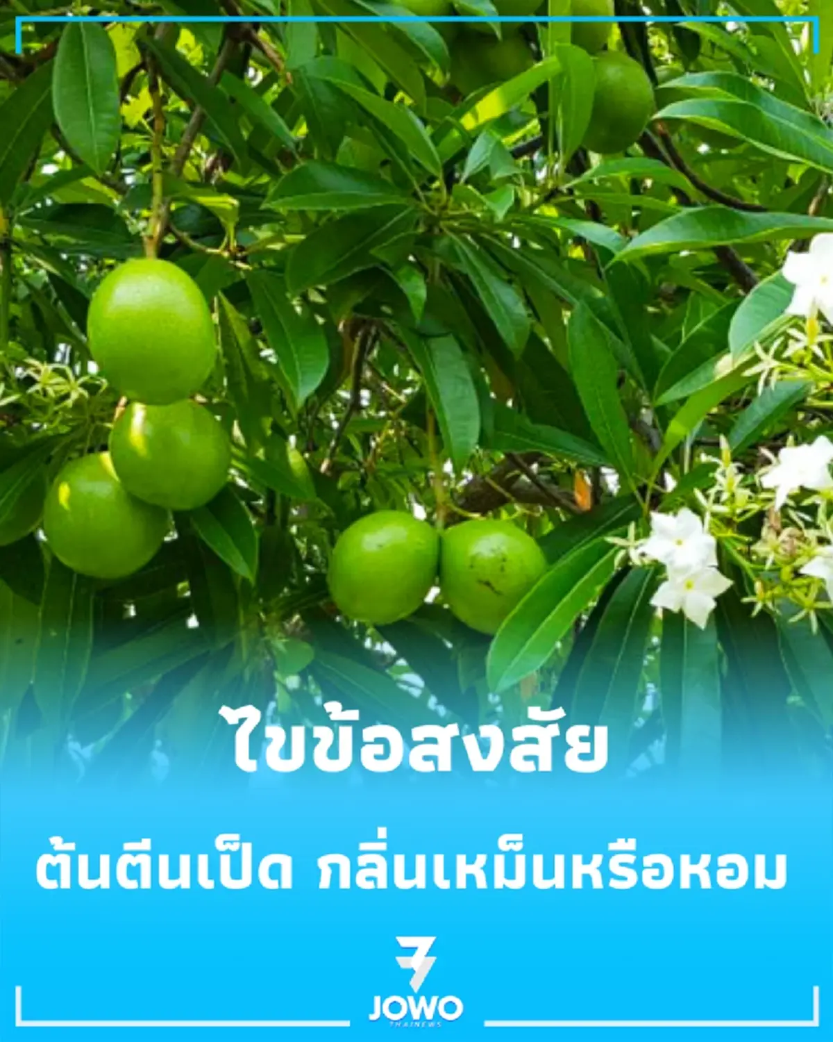 ต้นตีนเป็ด กลิ่นเหม็นหรือหอม เปิดประโยชน์ที่หลายคนอาจยังไม่รู้