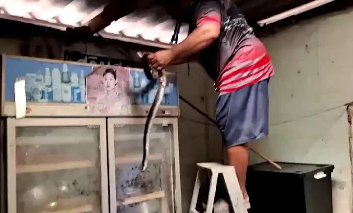 ใจเด็ดเกินตัว เจ้าดำ เหมียวฮีโร่ เปิดศึกงูเห่าช่วยนายหวุดหวิด