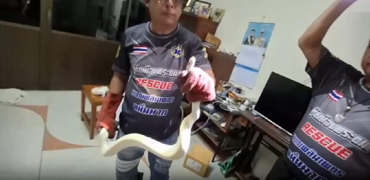 แห่ส่องงูนำโชค! ยายเจองูเผือกทองในบ้าน ก่อนรู้ความจริงสุดพีก