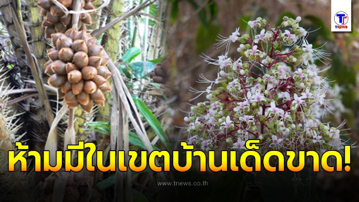 10 ต้นไม้ อัปมงคล ขัดความเจริญ โชคร้าย อาจนำโรคภัยมาสู่ผู้อยู่อาศัย