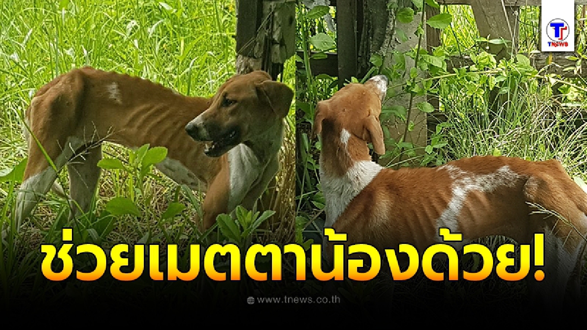 สาววอนเห็นใจเจ้าตูบ หลังเจอน้องนอนแอบอยู่ในบ้านร้าง ไม่รู้อดข้าวมานานแค่ไหน