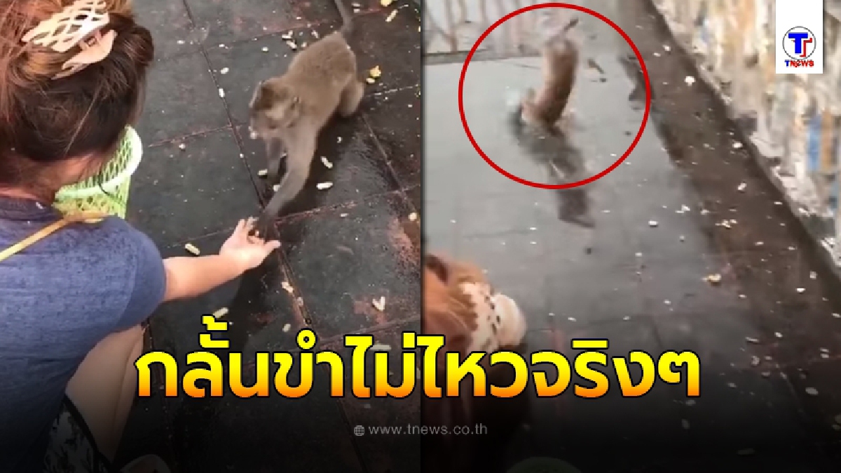 สาวใจดี ยื่นอาหารให้ลิงกับมือ พอได้ของกินแล้วรีบ สุดท้ายยิ่งกว่าเสียฟอร์ม หงายท้องต่อหน้าต่อตา