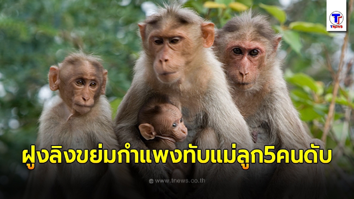 สลด ฝูงลิงบุกขย่มกำแพง ทับแม่ลูก 5 คนดับ