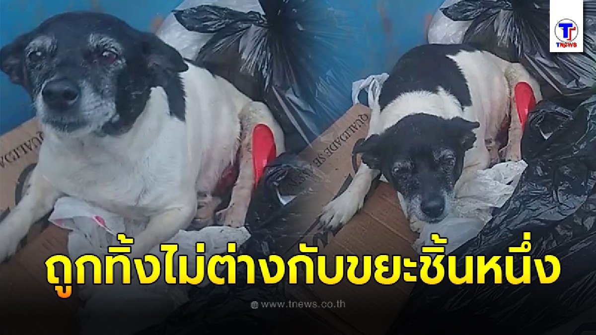 สุนัขแก่ยังไม่รู้ชะตากรรม ป่วยเป็นเนื้องอกเจ้าของไม่รักษาแต่กลับเอามันไปทิ้งรวมกับกองขยะ